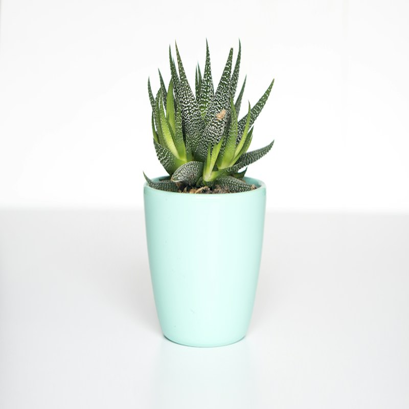 Nursery Plants & Décor