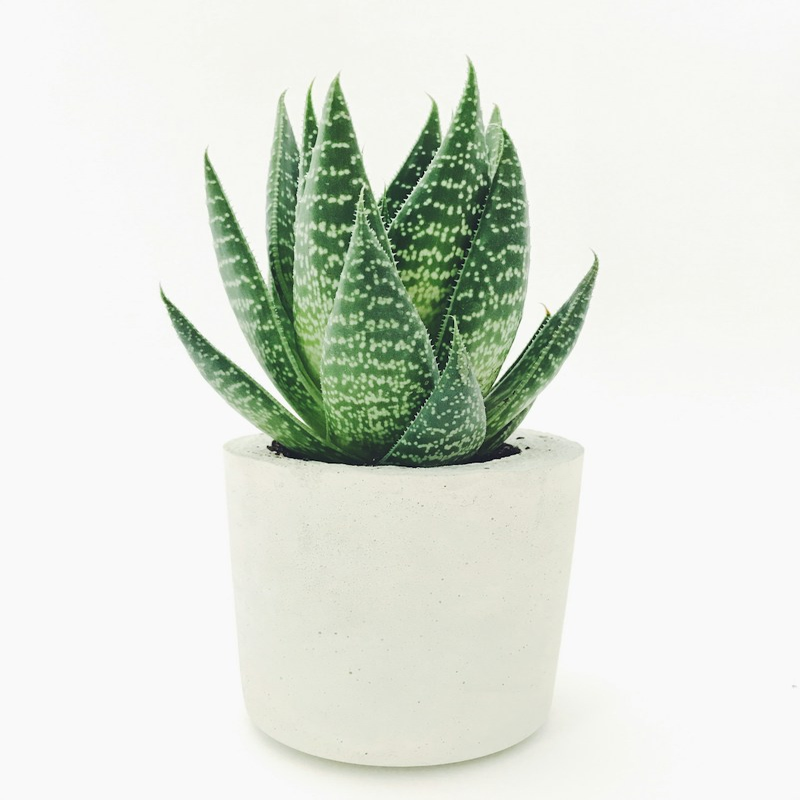 Lucky Jade Succulent in Terracotta Pot