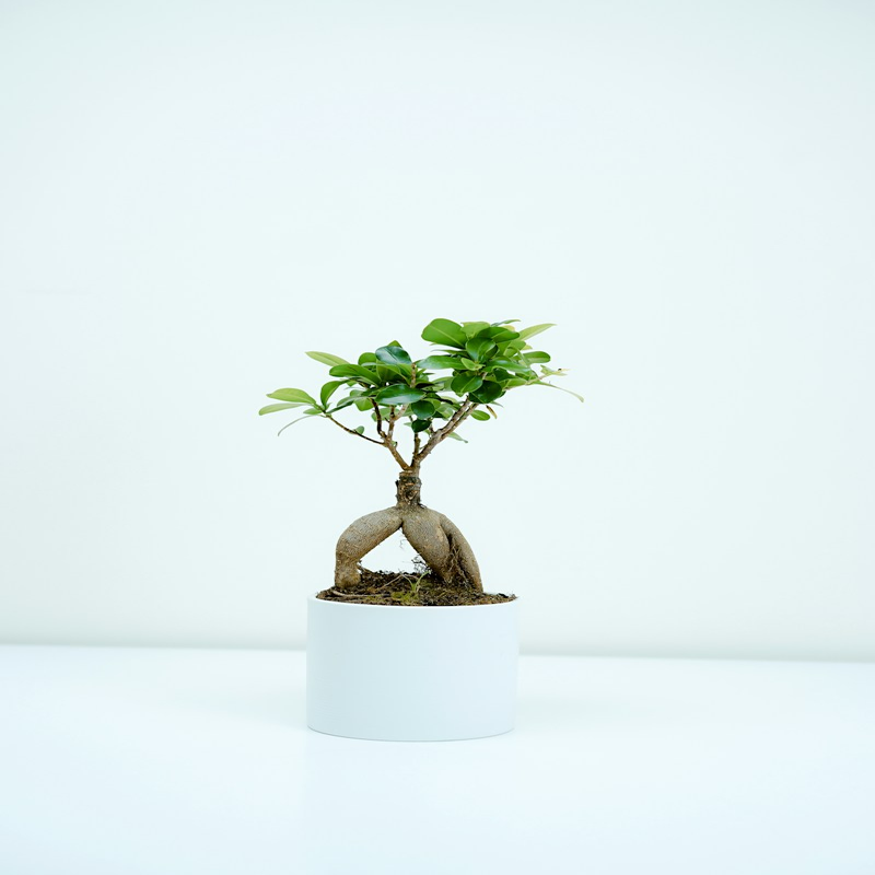Ficus Bonsai Plant with Ceramic Tray