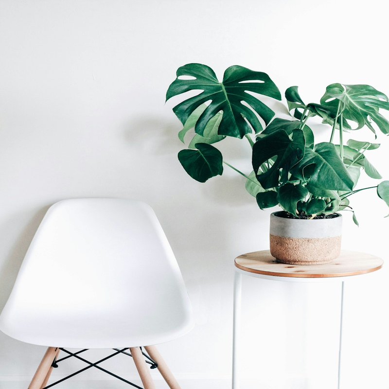 Peace Lily Office Flowering Plant