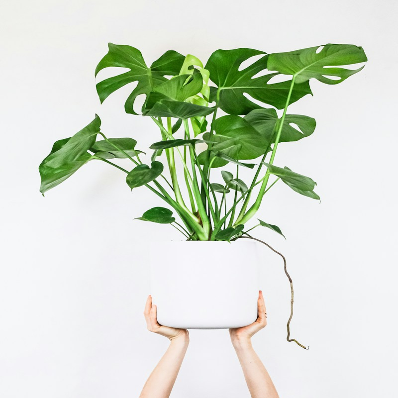 Golden Pothos Desktop Companion